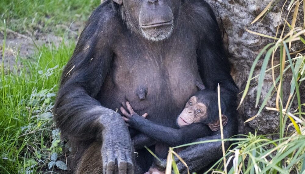 Bioparc llamará ‘Cala’ a la cría de chimpancé nacida en enero