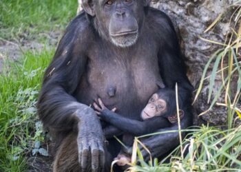 Bioparc llamará ‘Cala’ a la cría de chimpancé nacida en enero