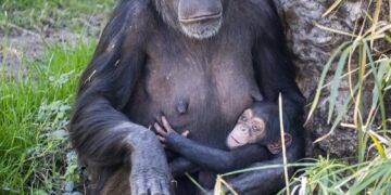 Bioparc llamará ‘Cala’ a la cría de chimpancé nacida en enero