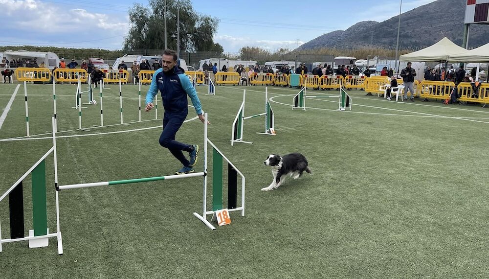 Llega a Tavernes de la Valldigna la competición de agility puntuable para el Campeonato de España