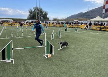 Llega a Tavernes de la Valldigna la competición de agility puntuable para el Campeonato de España