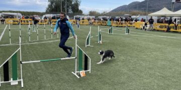 Llega a Tavernes de la Valldigna la competición de agility puntuable para el Campeonato de España