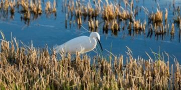 La Diputació impulsa el turismo de observación de aves
