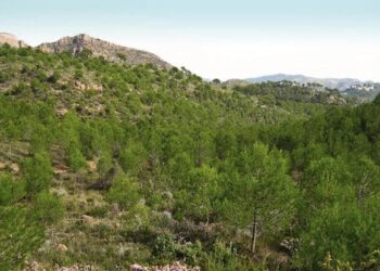 Luz verde para las ayudas económicas destinadas a la gestión forestal