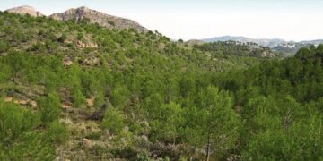 Luz verde para las ayudas económicas destinadas a la gestión forestal
