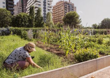 València impulsa la renaturalización urbana con la plantación de 2.000 árboles