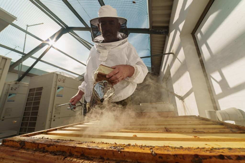 abejas valencia