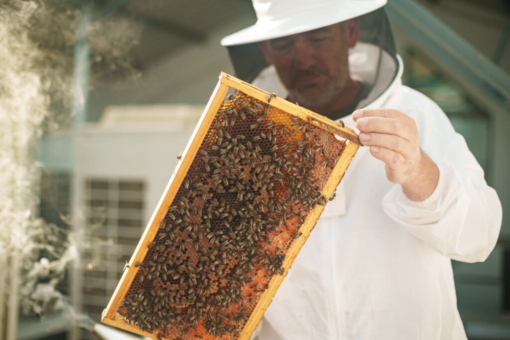 panal abejas valencia proyecto piloto AbellaTech