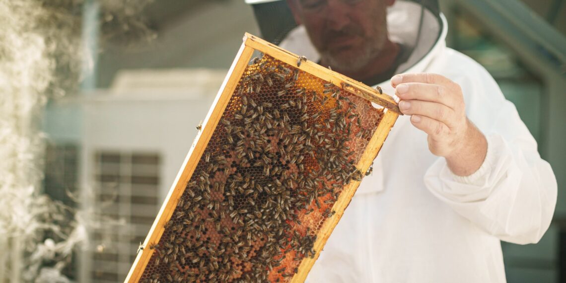 AbellaTech revoluciona el monitoreo de colmenas en Valencia con tecnología a distancia