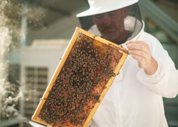 AbellaTech revoluciona el monitoreo de colmenas en Valencia con tecnología a distancia