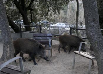 Valencia lanza plan contra jabalíes: Diputación y Federación de Caza unen fuerzas para proteger cultivos