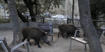 Valencia lanza plan contra jabalíes: Diputación y Federación de Caza unen fuerzas para proteger cultivos