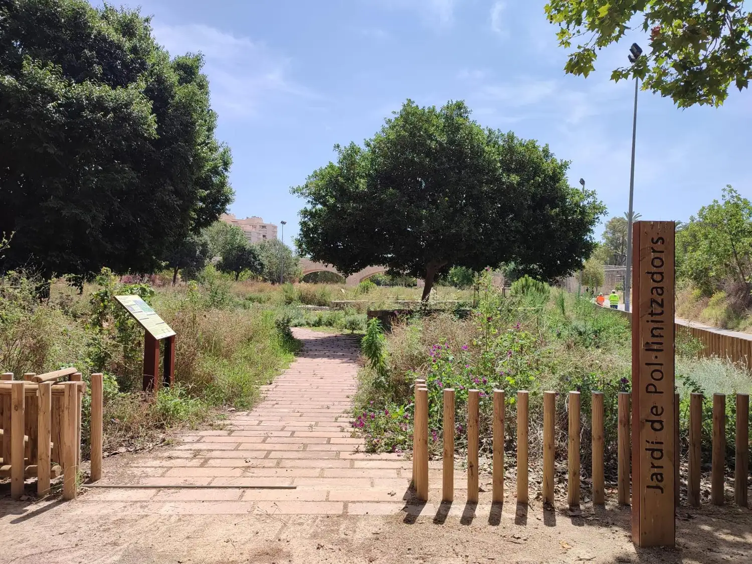 Plantas autóctonas en el Jardín de Polinizadores de Valencia