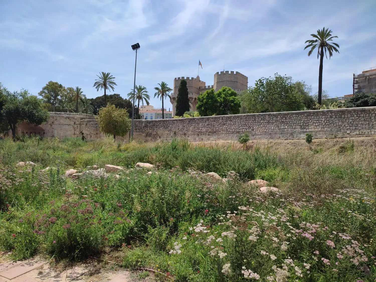 Plantas autóctonas en el Jardín de Polinizadores de Valencia
